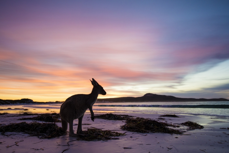 Kangaroo at Lucky Bay, Cape Le Grand National Park, Western Australia © Tourism Western Australia