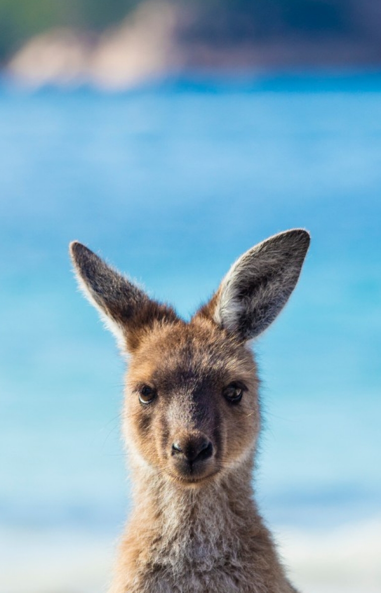 Kangaroo at Lucky Bay, Cape Le Grand National Park, Esperance, Western Australia © Tourism Western Australia