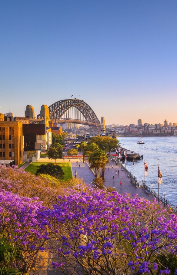 Jacarandas and Sydney Harbour at sunset, Sydney, New South Wales © Destination NSW