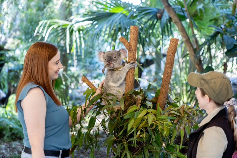 Lone Pine Koala Sanctuary, Brisbane, Queensland © Lone Pine Koala Sanctuary