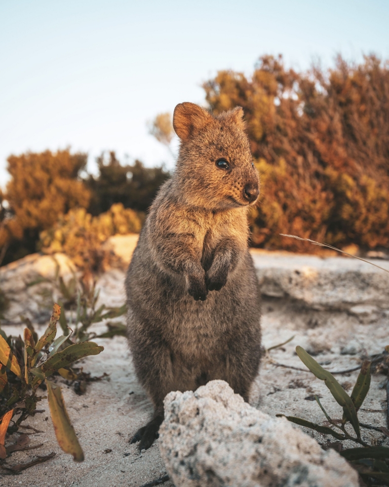 Rottnest Island, Western Australia © Tourism Australia 