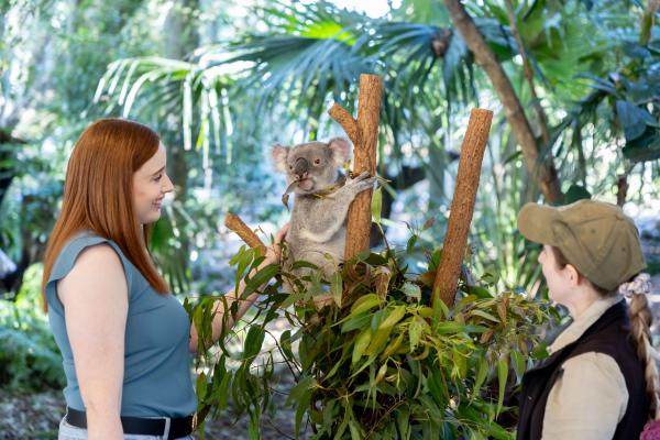   A guide and visitor admire a resident koala at Lone Pine Koala Sanctuary, Brisbane, Queensland. © Line Pine Koala Sanctuary
