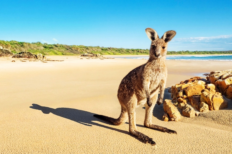 Kangaroo at Crowdy Bay National Park, New South Wales © Tourism Australia