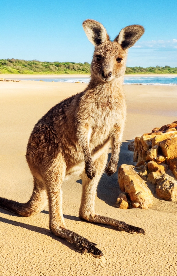 Kangaroo at Crowdy Bay National Park, New South Wales © Tourism Australia