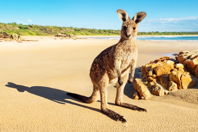 Kangaroo at Crowdy Bay National Park, New South Wales © Tourism Australia