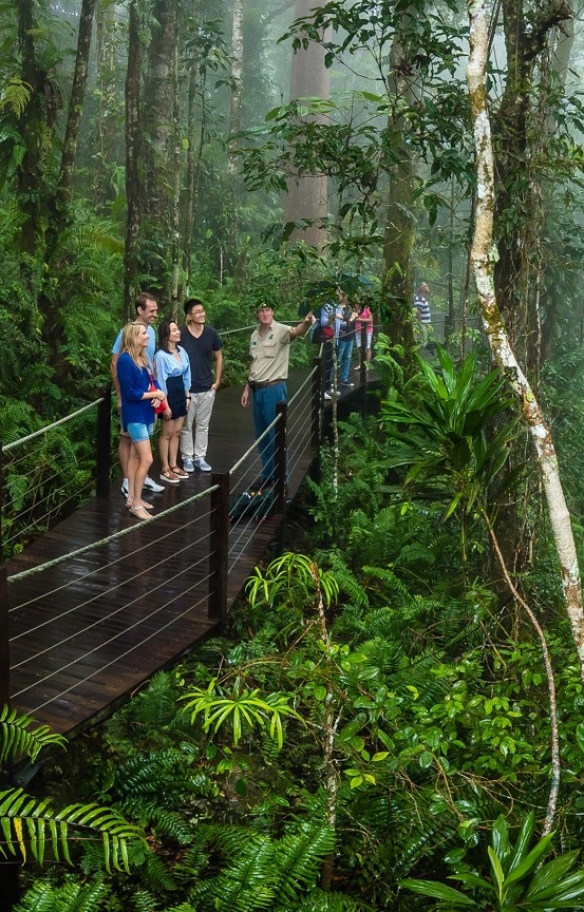 Red Peak Boardwalk, Skyrail Rainforest Cableway, Queensland © Brad Newton