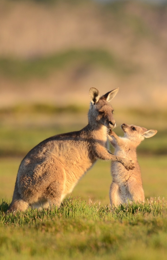 Forester kangaroo & joey, Premier Travel Tasmania, Tasmania © Premier Travel Tasmania