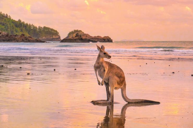 Kangaroo on the beach at sunset in Cape Hillsborough, Queensland © Tourism Australia