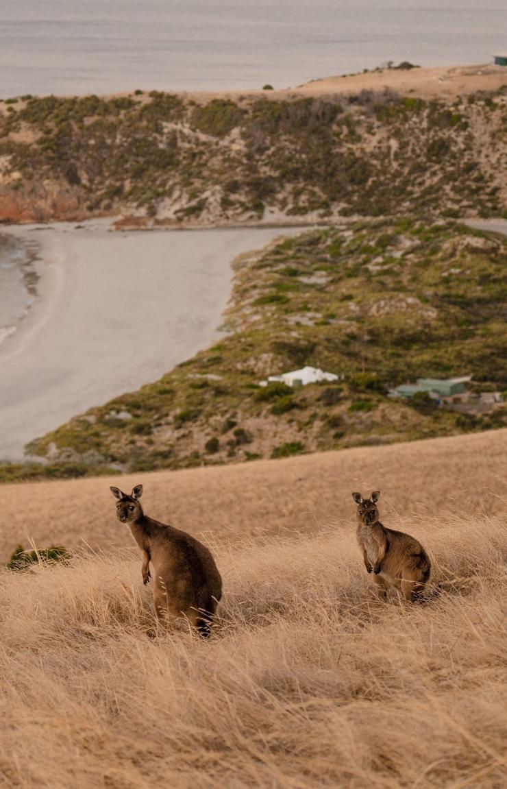 Two kangaroos on the headland overlooking the ocean on Kangaroo Island, South Australia © Tourism Australia