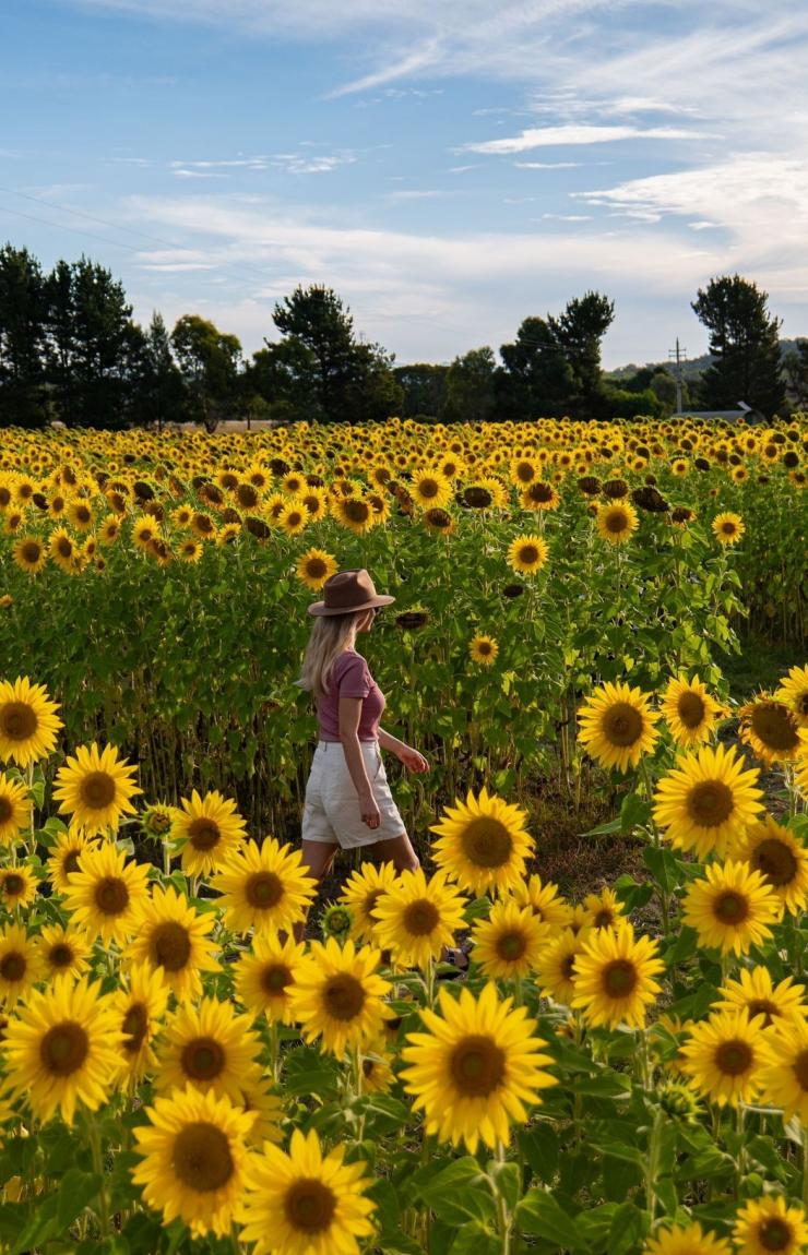 Woman standing in a field of bright sunflowers in Majura Valley, Canberra, Australian Capital Territory © Tourism Australia