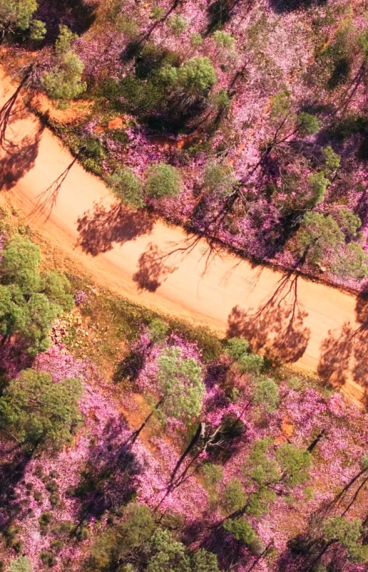 Aerial shot of a winding dirt road framed by a bush track vibrant with purple wildflowers, Cunderin, Western Australia © Tourism Australia