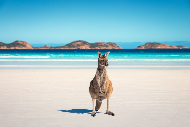 Kangaroo on the beach at Lucky Bay, Western Australia © Tourism Australia