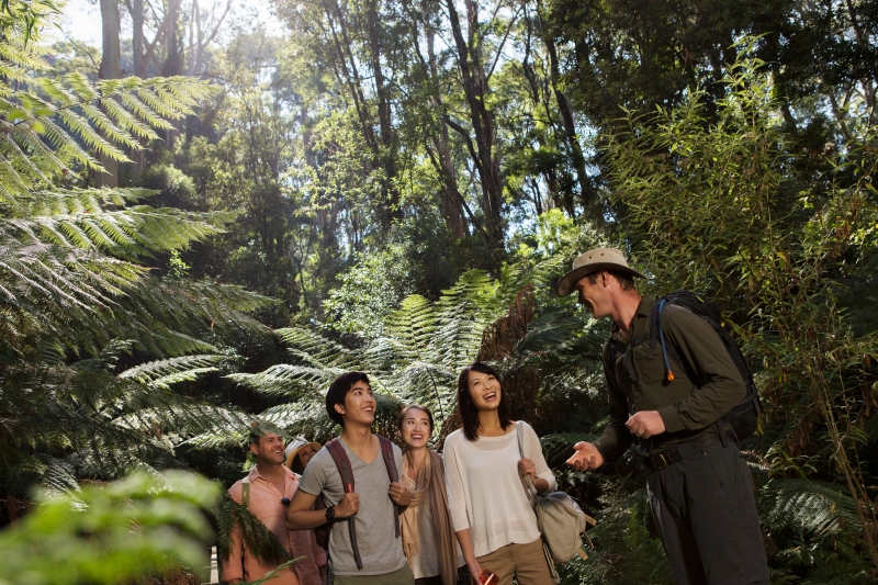 Group of tourists and tour guide walking through a rainforest on the Twelve Apostles Lodge Walk, Great Ocean Road, Victoria © Tourism Australia
