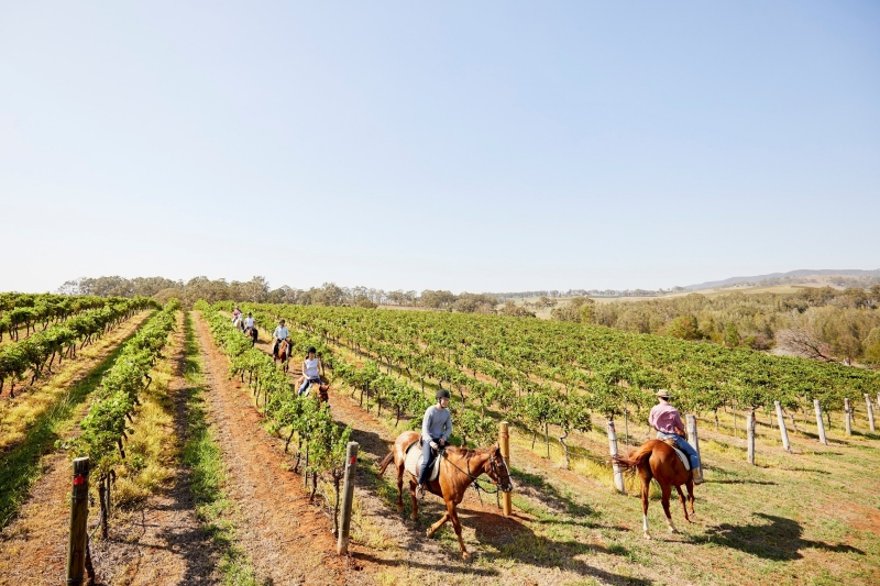 Group horse riding through vineyards at Pokolbin, New South Wales © Destination NSW