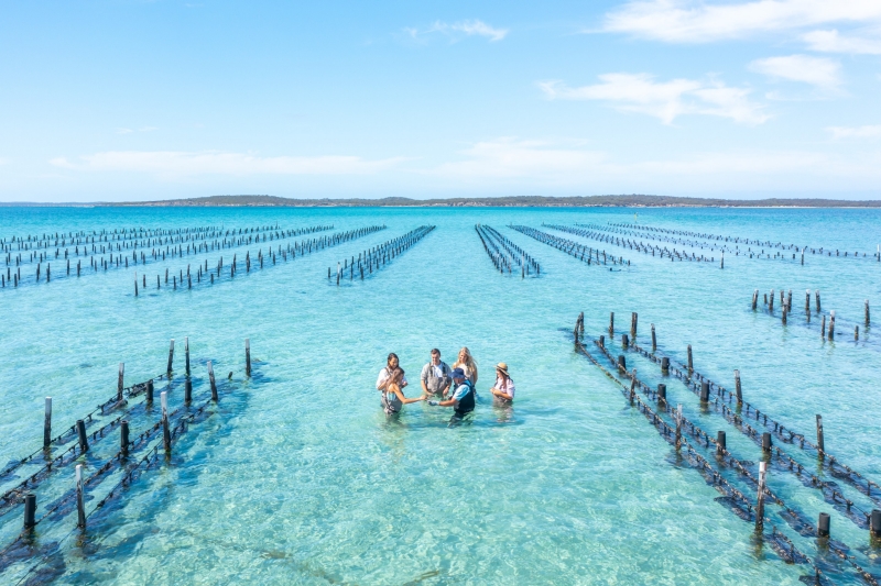 The setting is an oyster farm, a small group of people and the owner/guide gather in waste deep, clear blue water, wearing waders and tasting fresh oysters straight from the sea, Coffin Bay, Eyre Peninsula, South Australia © Tourism Australia