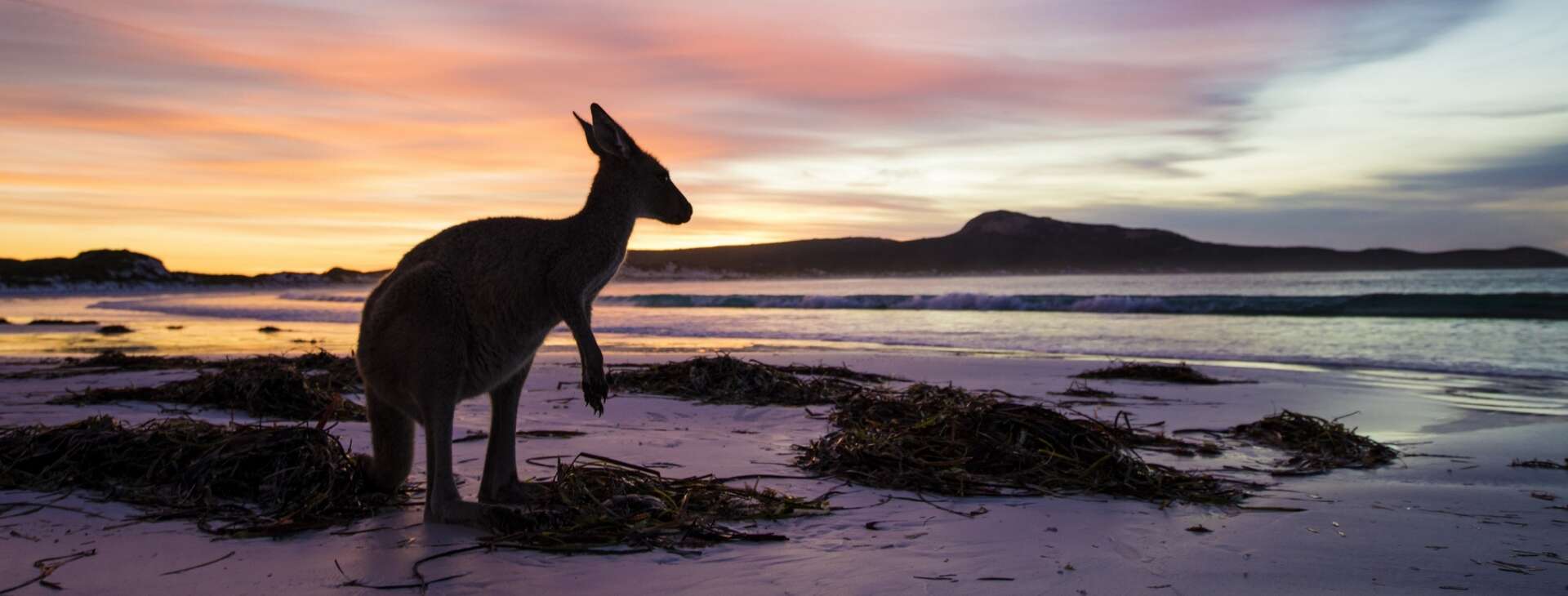 Kangaroo at Lucky Bay, Cape Le Grand National Park 