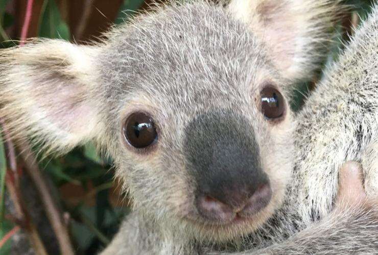 Tallow, cutest joey koala winner © Tourism Australia