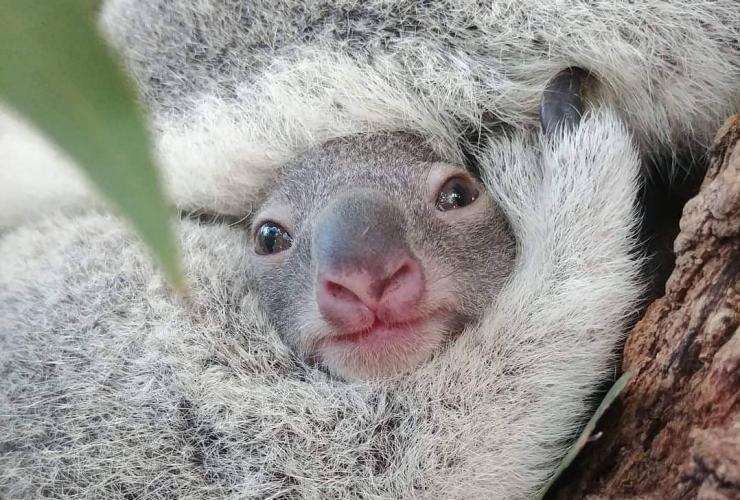 TA cutest Koala joey © Tourism Australia