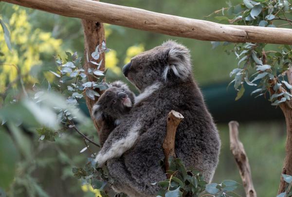 Koalas, Australian Capital Territory © Tourism Australia