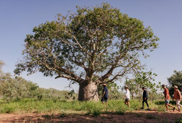 Tour group walking bast a boab tree, Mabu Buru Tours, Broome, Western Australia © Tourism Australia