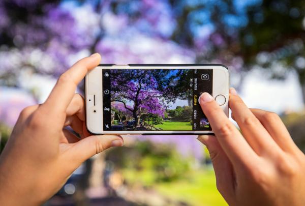 Jacarandas, Sydney, New South Wales © Destination NSW