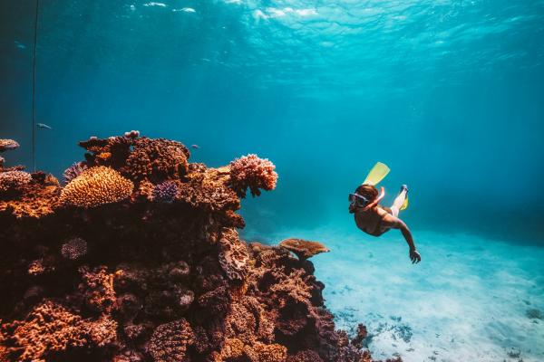 Great Barrier Reef snorkelling, Queensland © Tourism and Events Queensland