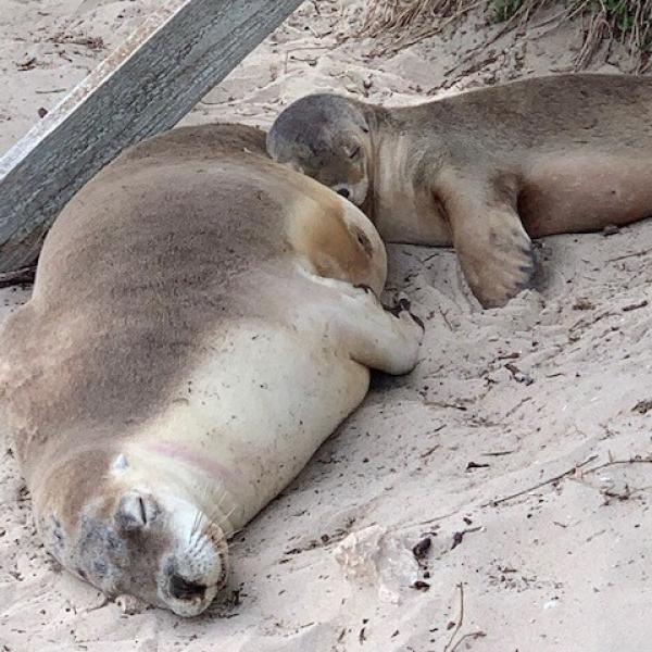  Sealions on Kangaroo Island, South Australia © Tourism Australia