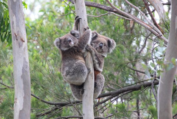 Koala Clancy Foundation, You Yangs Regional Park, Victoria © Tourism Australia
