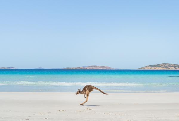 Kangaroo hopping along the shore of Twilight Beach, Esperance, South Australia © Tourism Australia