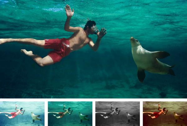 Swimming with the sea lions, Baird Bay, South Australia © Caroline Fisher