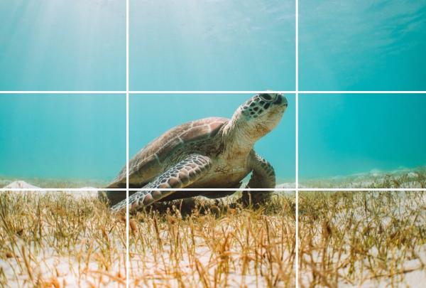 Turtle, Lizard Island, Great Barrier Reef, Queensland © Tourism Australia