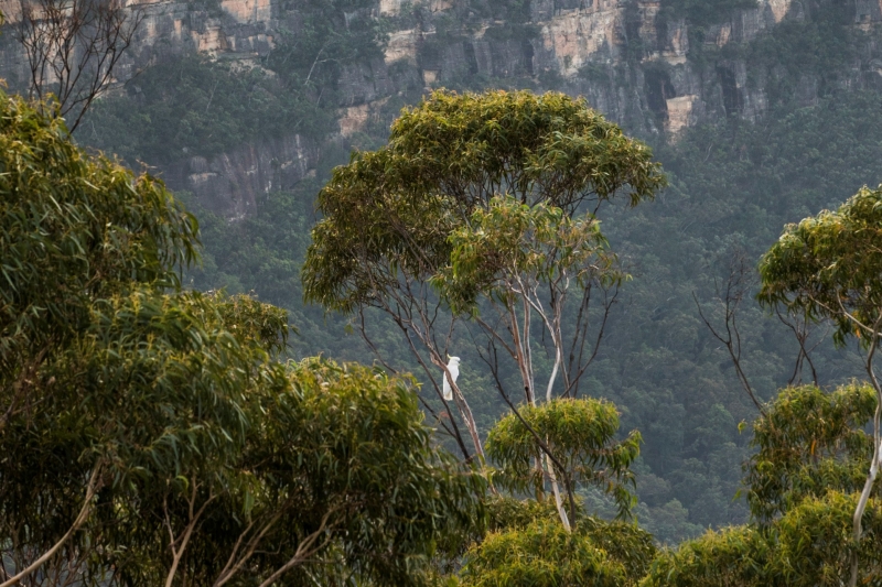 Furber Steps, Blue Mountains, New South Wales © Destination NSW