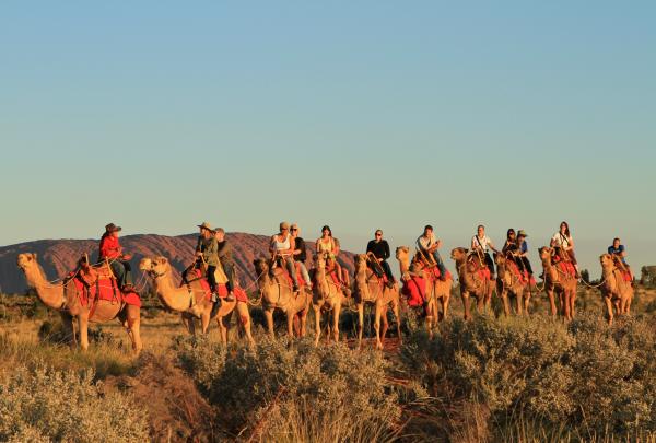Uluru Camel Tours, Uluru-Kata Tjuta National Park, Northern Territory © Damien V Hill