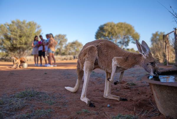 Kangaroo Sanctuary, Alice Springs, Northern Territory © Tourism Australia