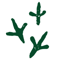 A dark green hand-drawn icon featuring three textured bird tracks that resemble emu prints. The organic, earthy design symbolises a commitment to respecting and protecting Australian wildlife. © Tourism Australia