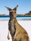 Kangaroo at Lucky Bay, Cape Le Grand National Park, Esperance, Western Australia © Tourism Australia