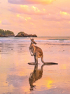 Kangaroo on the beach at sunset in Cape Hillsborough, Queensland © Tourism Australia