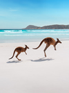 Two kangaroos hopping along the beach at Lucky Bay, Cape Le Grand National Park, Western Australia © Tourism Western Australia