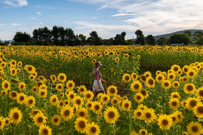 Woman standing in a field of bright sunflowers in Majura Valley, Canberra, Australian Capital Territory © Tourism Australia