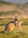 Forester kangaroo & joey, Premier Travel Tasmania, Tasmania © Premier Travel Tasmania