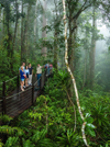 Red Peak Boardwalk, Skyrail Rainforest Cableway, Queensland © Brad Newton