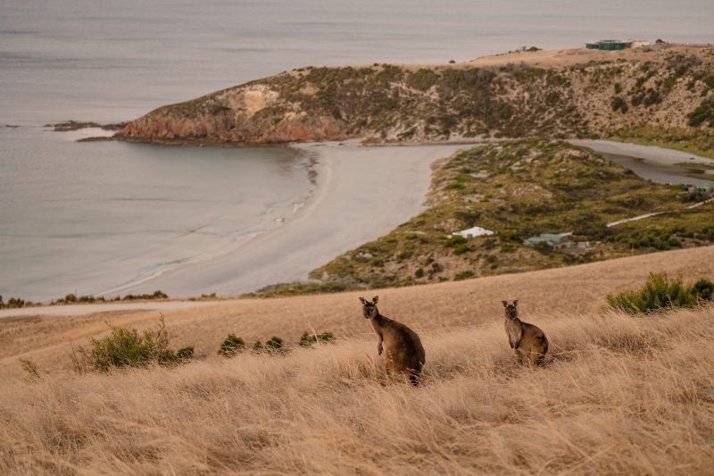 Two kangaroos stand atop a gentle hill, silhouetted against the golden hues of dusk, Kangaroo Island, South Australia © Tourism Australia