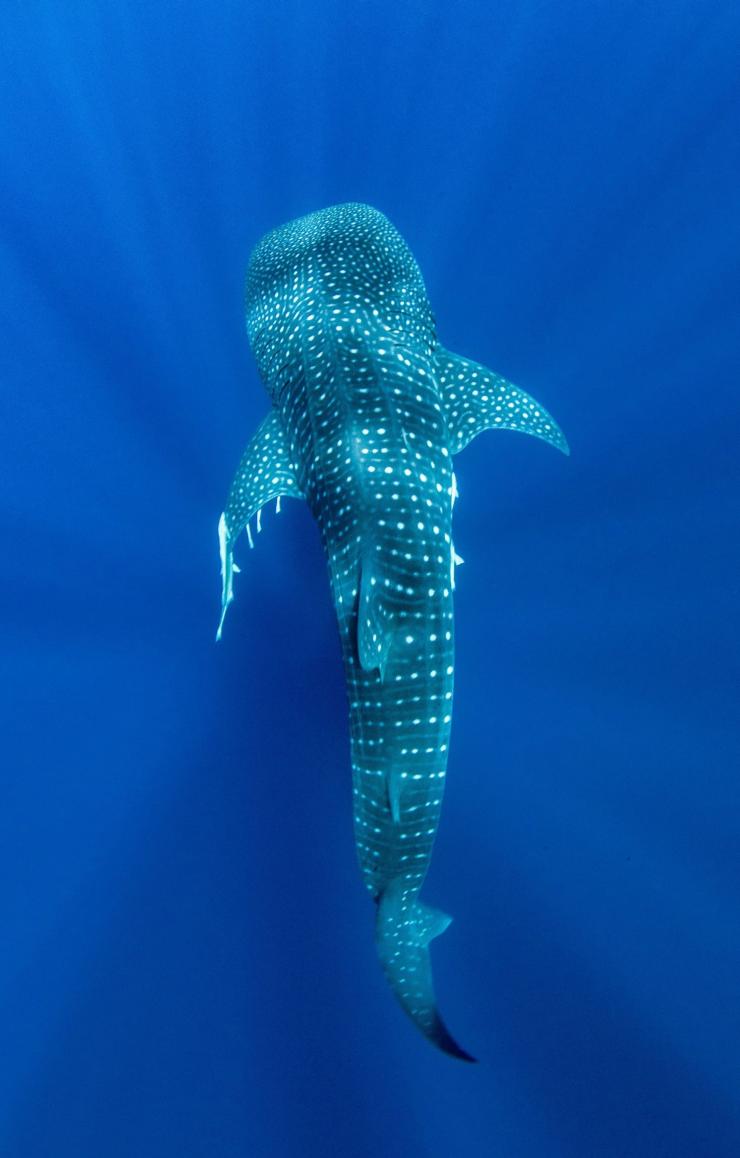 Aerial view of a whale shark swimming in the blue waters of Ningaloo Marine Park in Exmouth, Western Australia © Exmouth Dive and Whalesharks Ningaloo Aerial view of a whale shark swimming in the blue waters of Ningaloo Marine Park in Exmouth, Western Australia © Exmouth Dive and Whalesharks Ningaloo